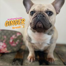Ginger - French Bulldog