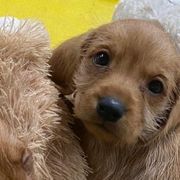 Basset Fauve de Bretagne and German Wirehaired Pointer Puppies from Afterhours German Wirehaired Pointers and Basset Fauve de Bretagne