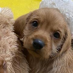 Basset Fauve de Bretagne and German Wirehaired Pointer Puppies from Afterhours German Wirehaired Pointers and Basset Fauve de Bretagne