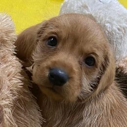 Basset Fauve de Bretagne and German Wirehaired Pointer Puppies from Afterhours German Wirehaired Pointers and Basset Fauve de Bretagne