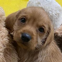 Basset Fauve de Bretagne and German Wirehaired Pointer Puppies from Afterhours German Wirehaired Pointers and Basset Fauve de Bretagne