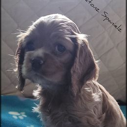 "Litter 2" Cocker Spaniel Puppies from -PrincetonzSpanielz-