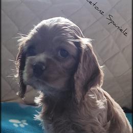 "Litter 2" Cocker Spaniel Puppies from -PrincetonzSpanielz-