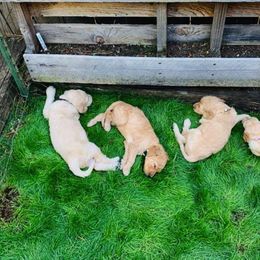 Goldendoodle Puppies from Diamond-Doodles
