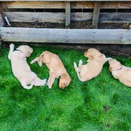 Goldendoodle Puppies from Diamond-Doodles