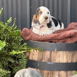 Purple Collar Female - Black brown and white female Basset Hound puppy in Manchester, Tennessee from Middle TN Leopard Catahoulas and Middle TN Bassett Hounds