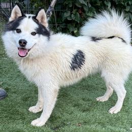 Crush - Silver and white male Pomsky puppy in Littleton, Colorado from Pikes Peak Pomskies