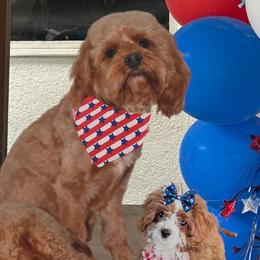 Cavapoos from Horton & Co. Cavapoos
