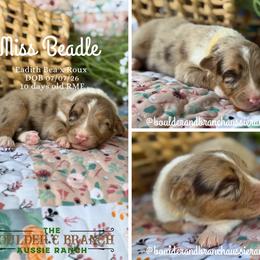 Miss Beadle - Red merle female Australian Shepherd puppy in Temecula, California from Boulder & Branch Aussie Ranch