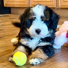 Lola - Black tri female Miniature Australian Shepherd puppy in Talihina, Oklahoma from Lockhart Mini Aussies