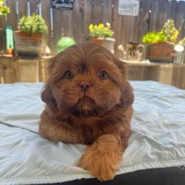 Make 3 - Red male Shih Tzu puppy in Whittier, California from Socal Mother Of Shih Tzus