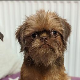 Sekleta - Brussels Griffon