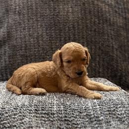Girl 1 - female Goldendoodle puppy in Fayetteville, Arkansas from Mountain Grove Doodles