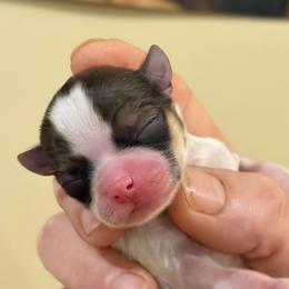 Cookie - Sable spotted white female Chihuahua puppy in Franklin, North Carolina from A&J Cutie Pawtooties