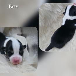 Boy - Black and tan male Pembroke Welsh Corgi puppy in Charleroi, Pennsylvania from Twilight Hollow Corgis