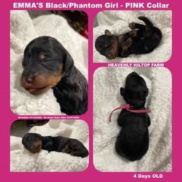 Black Phantom - Pink collar Girl - Phantom female Poodle puppy in Charlo, Montana from Heavenly Hilltop Farm