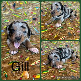 Gill - Blue merle male Catahoula Leopard Dog puppy in Forbes, Minnesota from North Country Catahoulas