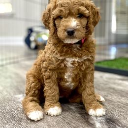 Goldendoodle and Poodle Puppies from Picture Perfect Doodles