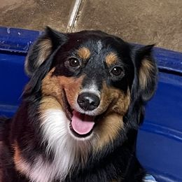 Molly - Miniature Australian Shepherd