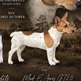 Delilah Myrtle - Teddy Roosevelt Terrier