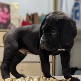 Oak - Black male Cane Corso puppy in Franktown, Colorado from Earth and Ship Cane Corso