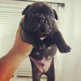 French Bulldog Puppies from Schoville Bulldogs