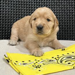 Yellow - Golden female Golden Retriever puppy in Lake City, Minnesota from Windcliff Goldens