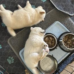 Shiba Inu Puppies from Christy's Shiba Inus