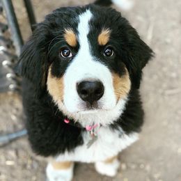 Bernedoodles and Bernese Mountain Dogs from Coldwater Canyon Doodles