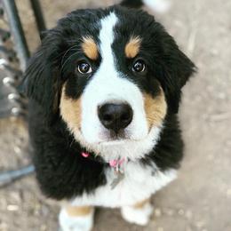 Bernedoodles and Bernese Mountain Dogs from Coldwater Canyon Doodles