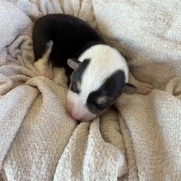 Female 2 - Black and tan female American Corgi puppy in Bloomfield, Iowa from Seven B Corgis & Doxies