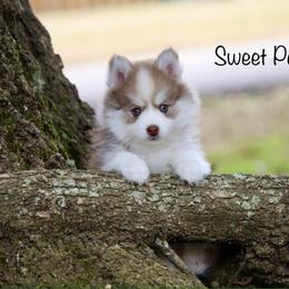 Sweet Pea - Chocolate female Pomsky puppy in Denham Springs, Louisiana from Bayouland Pomskies
