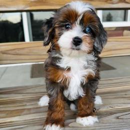 Trinity - Merle female Bernedoodle puppy in Dundee, Ohio from Down Home Doodle