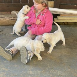 Bernedoodle and Goldendoodle Puppies from White Oak