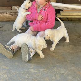 Bernedoodle and Goldendoodle Puppies from White Oak