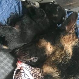 German Shepherd Puppies from George Creek Kennel