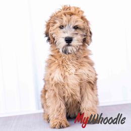 Evie - Merle female Whoodle puppy in Utah from My Whoodle