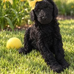 Poodle Puppies from Grace Haven Poodles