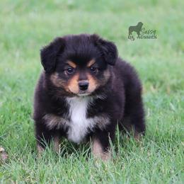 Australian Shepherd and Miniature Australian Shepherd Puppies from Sassy Lil Aussies
