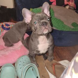 French Bulldog Puppies from Culichitown Frenchies