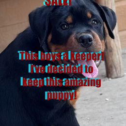 Blue - Black and mahogany male Rottweiler puppy in Rossville, Kansas from Cross Creek Rottweilers