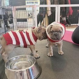 Walter - Blue fawn male French Bulldog puppy in Pine Township, Pennsylvania from BlueCairo Frenchies