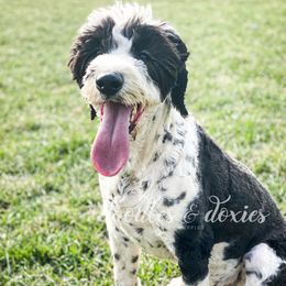 Quinnie - Sheepadoodle
