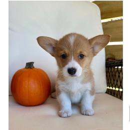 Montgomery - Red male Pembroke Welsh Corgi puppy in Urbana, Ohio from Edgewood Farm and Kennel