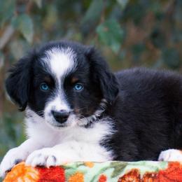 Robin - Black tri male Miniature American Shepherd puppy in Chocowinity, North Carolina from Foxtail Hollow