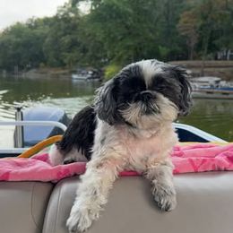 Assorted Doodle Crosses, Aussiedoodle, Australian Shepherd, Long Haired Weimaraner, Shihpoo, and Shih Tzu Puppies from Rockiń N Kennel