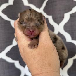 Girl 1 - Chocolate merle female Pomeranian puppy in Newport Beach, California from Exotic City Pomeranians and chihuahuas