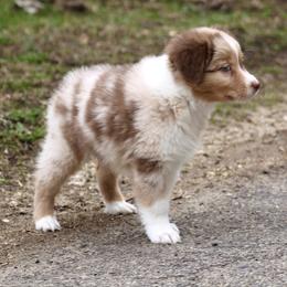 Jambalaya - Red merle male Australian Shepherd puppy in Coldwater, Michigan from Northern Star Australian Shepherds