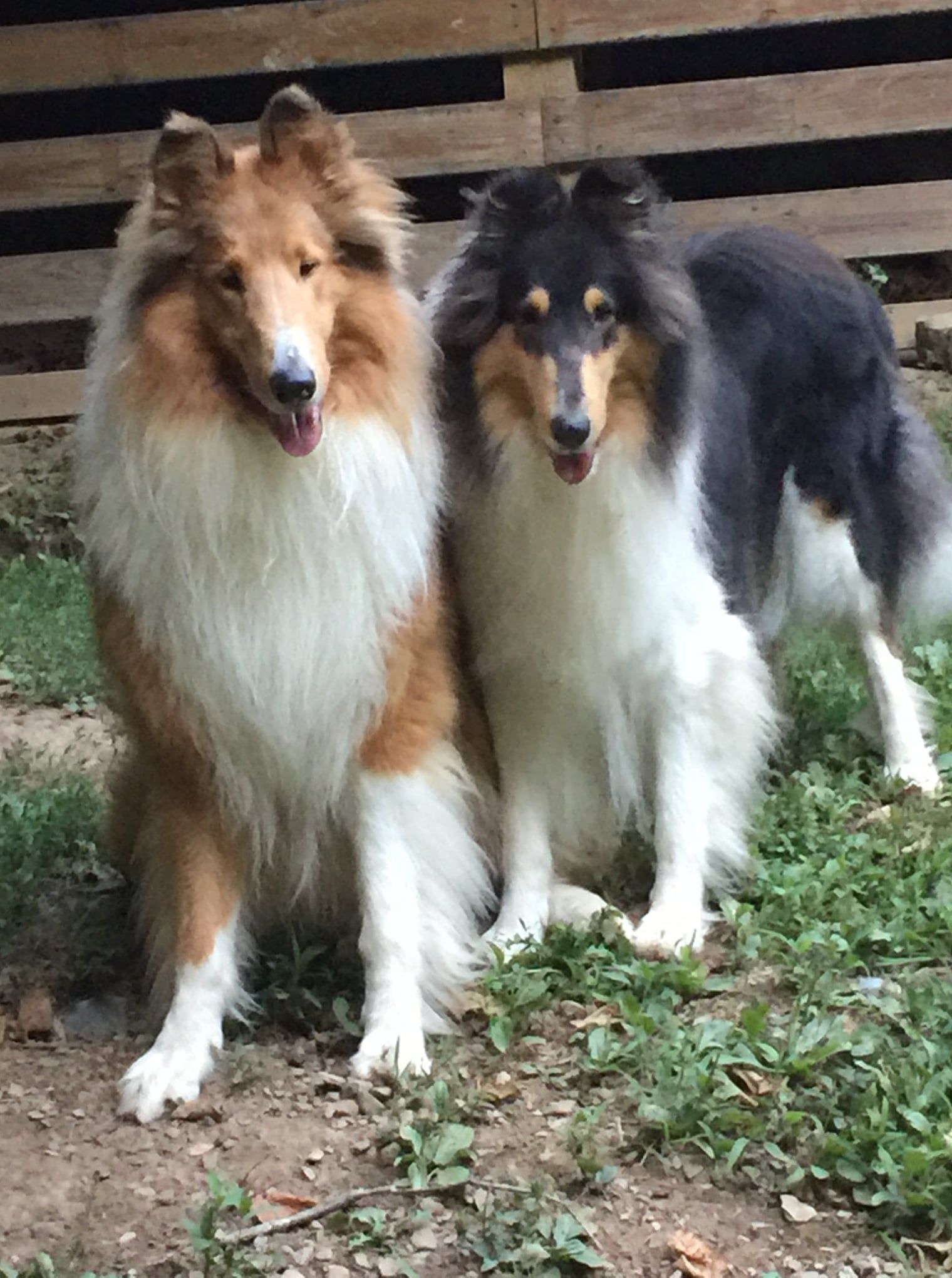 Nightwind 2024 border collies