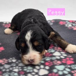 Peggy - Tri-color female Bernedoodle puppy in Neillsville, Wisconsin from Granton Creek